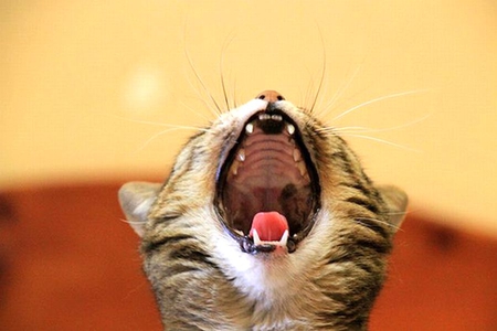 Big Mouth - cat, cool, big mouth, picture