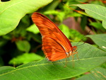 Tangerine wings