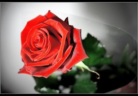 Red Rose - rose, picture, red, beautiful