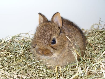 bunny - pet, sweet, bunny, little