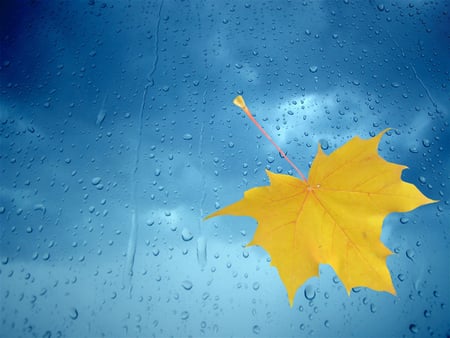 leaf - autumn, yellow, blue, rain, leaf