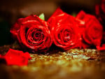 Red roses