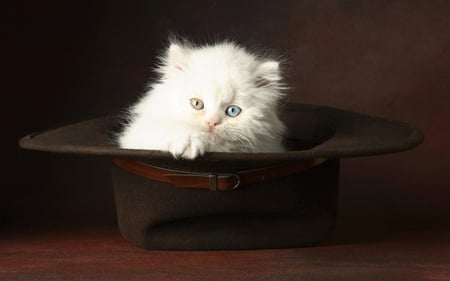 cat in the hat - cuddly, blue, photography, baby, white, animal, kitten, cute, little