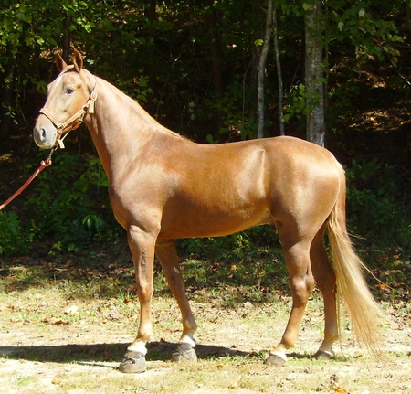 Pure Gold - gold, horse, equus, palomino