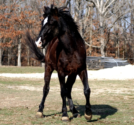 Frisky Morning - bay, horse, morning, frisky