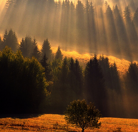 Splendor golden sunlight - forest, trees, amazing, sunlight