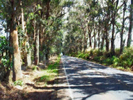 Long Road - trees, road, sun, light