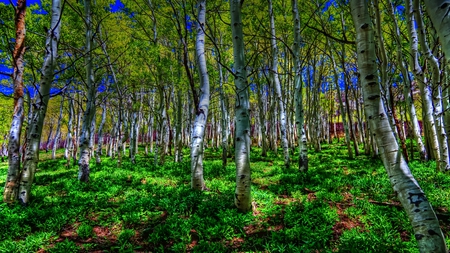 Brimming With Birch - lush, trees, blue, beautiful, birch, green, hdr, sky, bold