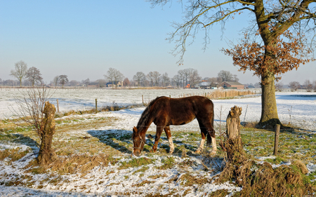 Horse in snow - free, run, horse, animal, snow