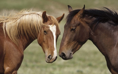 Horses in love - free, run, horse, animal