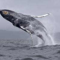 Ballena