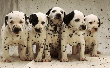 Dalmatians babies - animal, dog, dalmatian, puppy, friend, baby, sweet