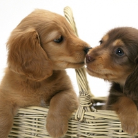 Dog kiss