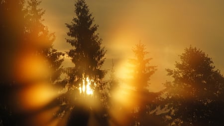 Sunlight Glare - rays, trees, sunlight, golden, glare