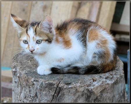 sweet baby - nature, cat, kitty, pet, sweet, little, kitten