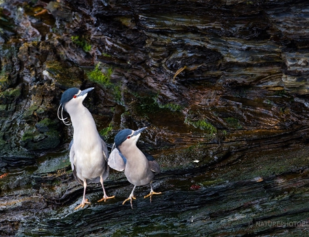 What's happening there? - birds, look, beautiful, two, rock, curious