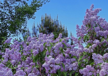 Purple Exuberance - beauty, sky, purple, exuberance, flowers, lovely