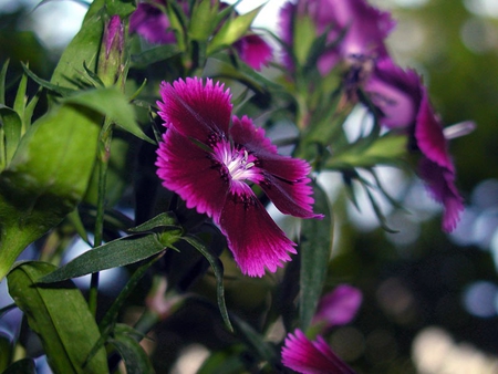 Deep Purple for Dreamer-girl - deep, purple, beautiful, flower, leaves