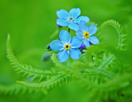 Forget-me-not - green, flowers, ferns, forget me nots