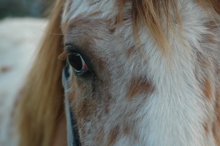 A Pony To Die For.