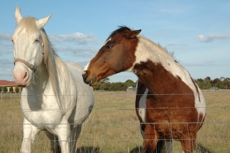 Dont You Love It When You Get Told Off For Something You Didn't Do! - geldings, brown, paints, lol, haha, boy, boys, gelding, pony, paint, poor guy, ponies, cool, horse, grumpy, told off, white, horses, awesome, stallion, stallions