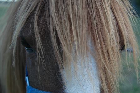 Can You See Me? - pretty, brown, long, long hair, boy, mare, gelding, pony, ponies, beautiful, girl, horse, hair, horses, awesome, cute, stallion