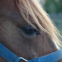 Deep Into the Pony's Eye