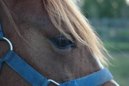 Deep Into the Pony's Eye - pony, girl, blues, gelding, ponies, mare, horses, brown, horse, pretty, boy, blue, beautiful, awesome, stallion, cute