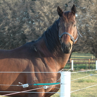 A Proud Stallion