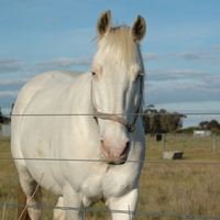 A Gentle Giant