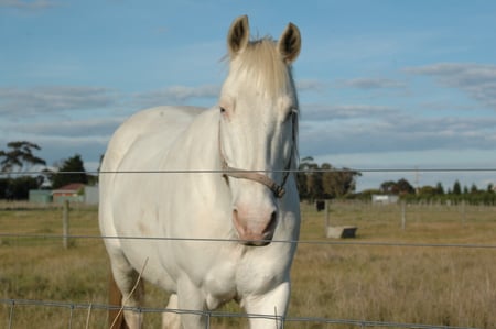 A Gentle Giant - pony, pretty, brown, ponies, beautiful, girl, horse, boy, giant, white, horses, awesome, cute, mare, stallion, gelding