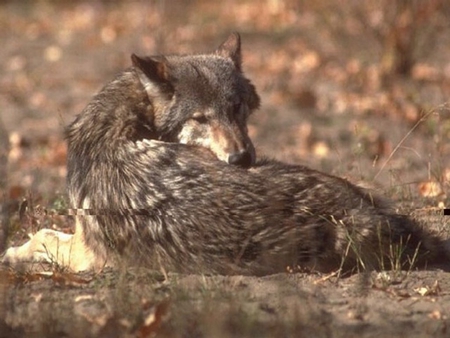 Autumm wolf - rock, autumm, wolf, wolves, pack, clan, river