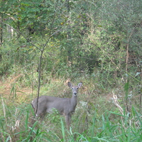 Beauty in the woods