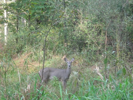 Beauty in the woods - green, deer, woods, tress