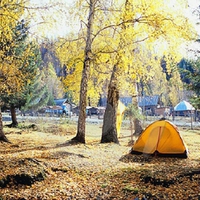 AUTUMN TREE AND TENT