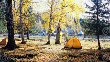 AUTUMN TREE AND TENT - trees, yellow, autumn, brown, grass, tent