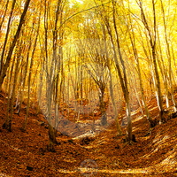 AUTUMN PANORAMA