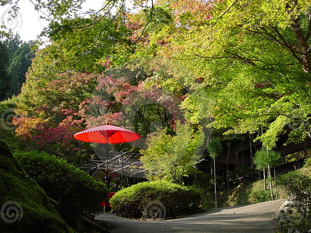 red umbrella - red, forest, plants, nice, trees, nature, umbrella, green