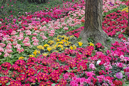 flower bed - red, pink, flowers, lovely, yellow, nature, bed, colorful