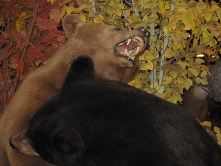 Bears at play - bears, brown, trees, forest, colors, autum, black