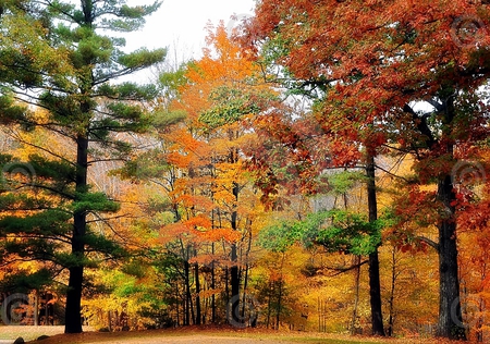 autumn beauty - red, forest, leaves, brown, plants, orange, trees, autumn, colorful, green