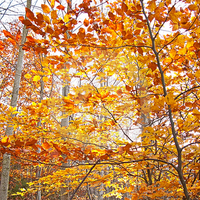 autumn trees