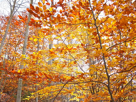 autumn trees - nature, autumn, trees, forest, yellow, leaves, orange, plants