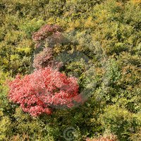 shrub of autumn