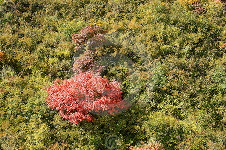 shrub of autumn - red, forest, plants, leaves, trees, shrub, autumn, green