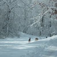 Nature in the snow