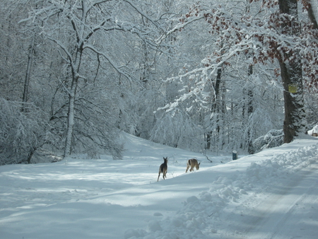 Nature in the snow - woods, trees, snow, deer, road