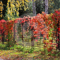 THE AUTUMN RED LIANA