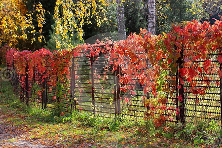 THE AUTUMN RED LIANA - red, plants, leaves, nature, autumn, green