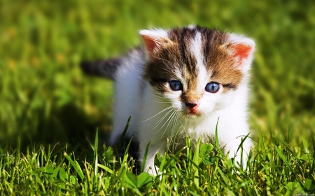 Cat exploring the world - animal, kitten, pet, cat, sweet, feline, grass